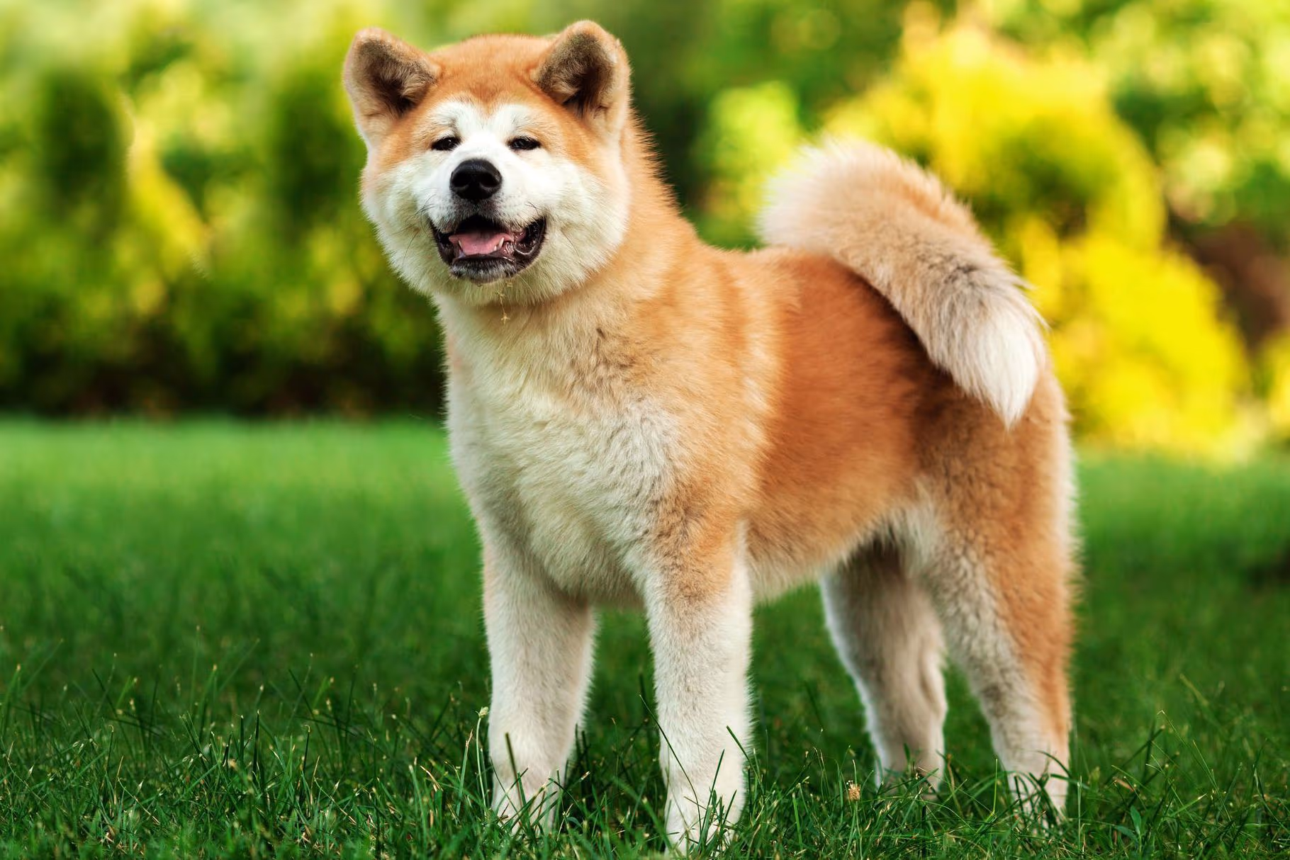 Akita