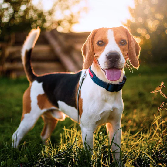 Beagle