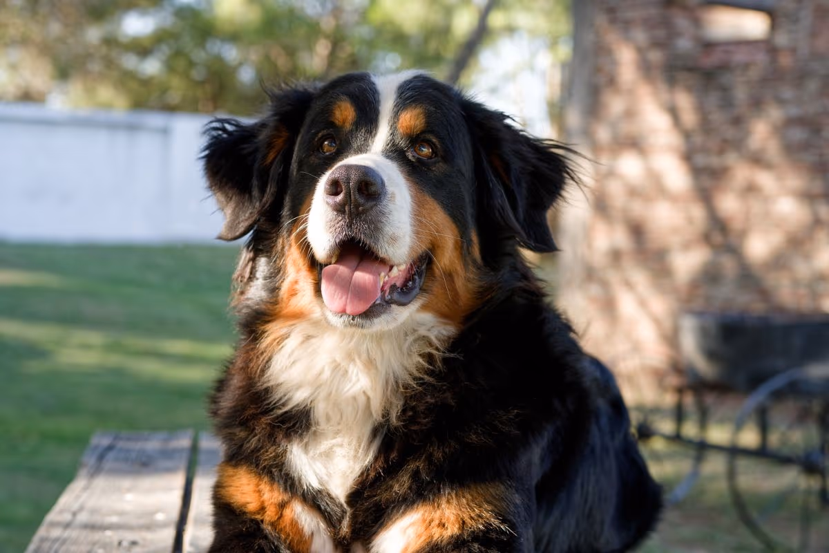 Bernese Mountain Dog