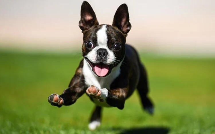 Boston Terrier