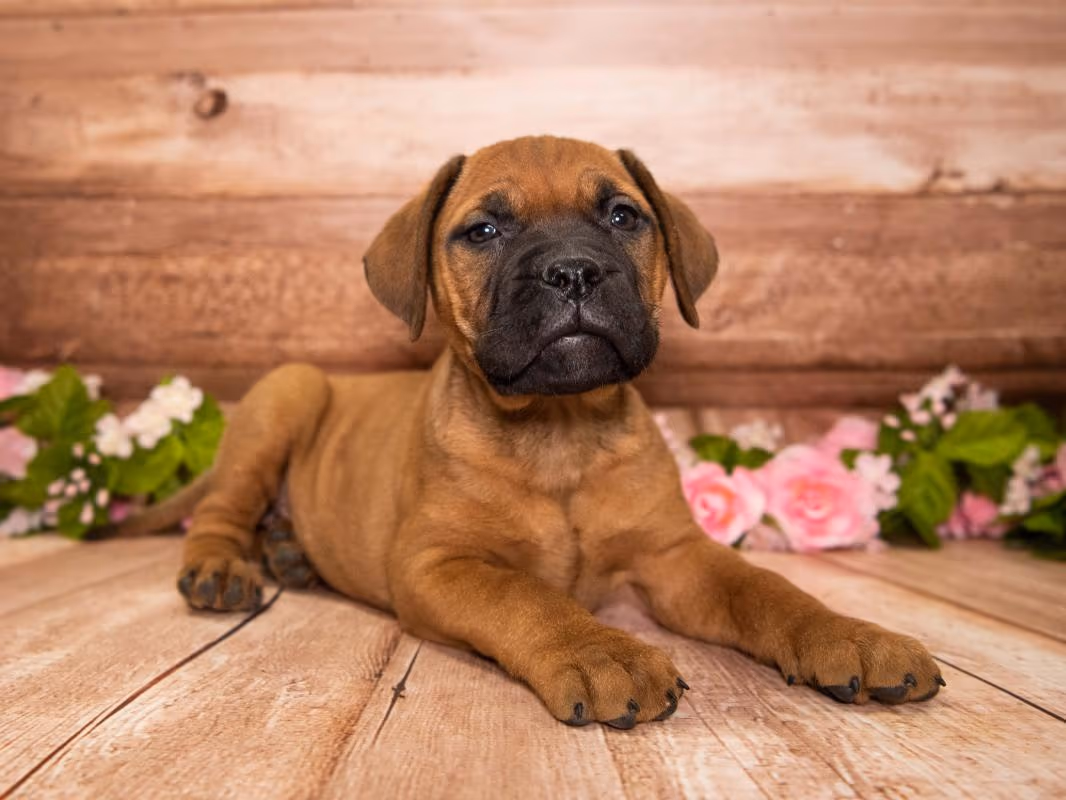 Bullmastiff