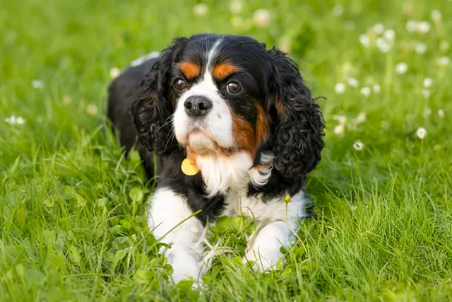 Cavalier King Charles Spaniel