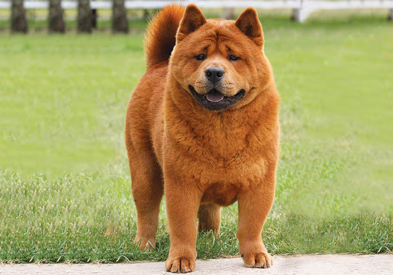 Chow Chow