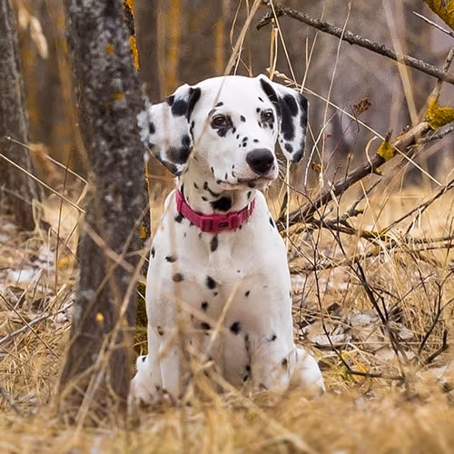 Dalmatian