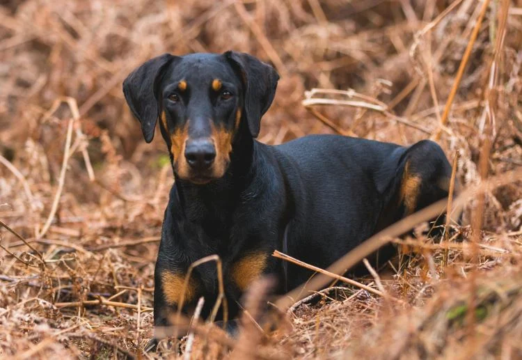 Doberman Pinscher