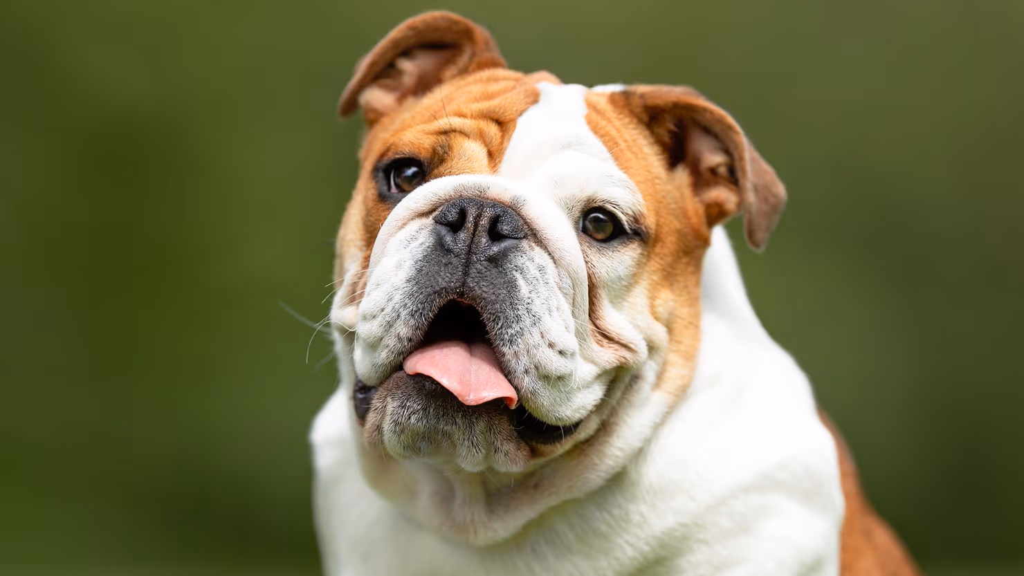English Bulldog