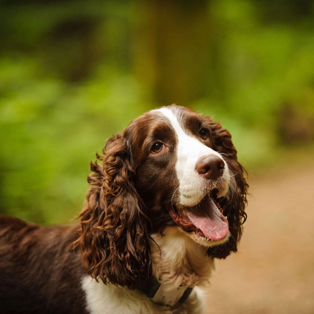 English Springer Spaniel