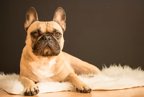 French Bulldog
