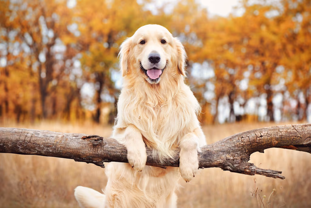 Golden Retriever