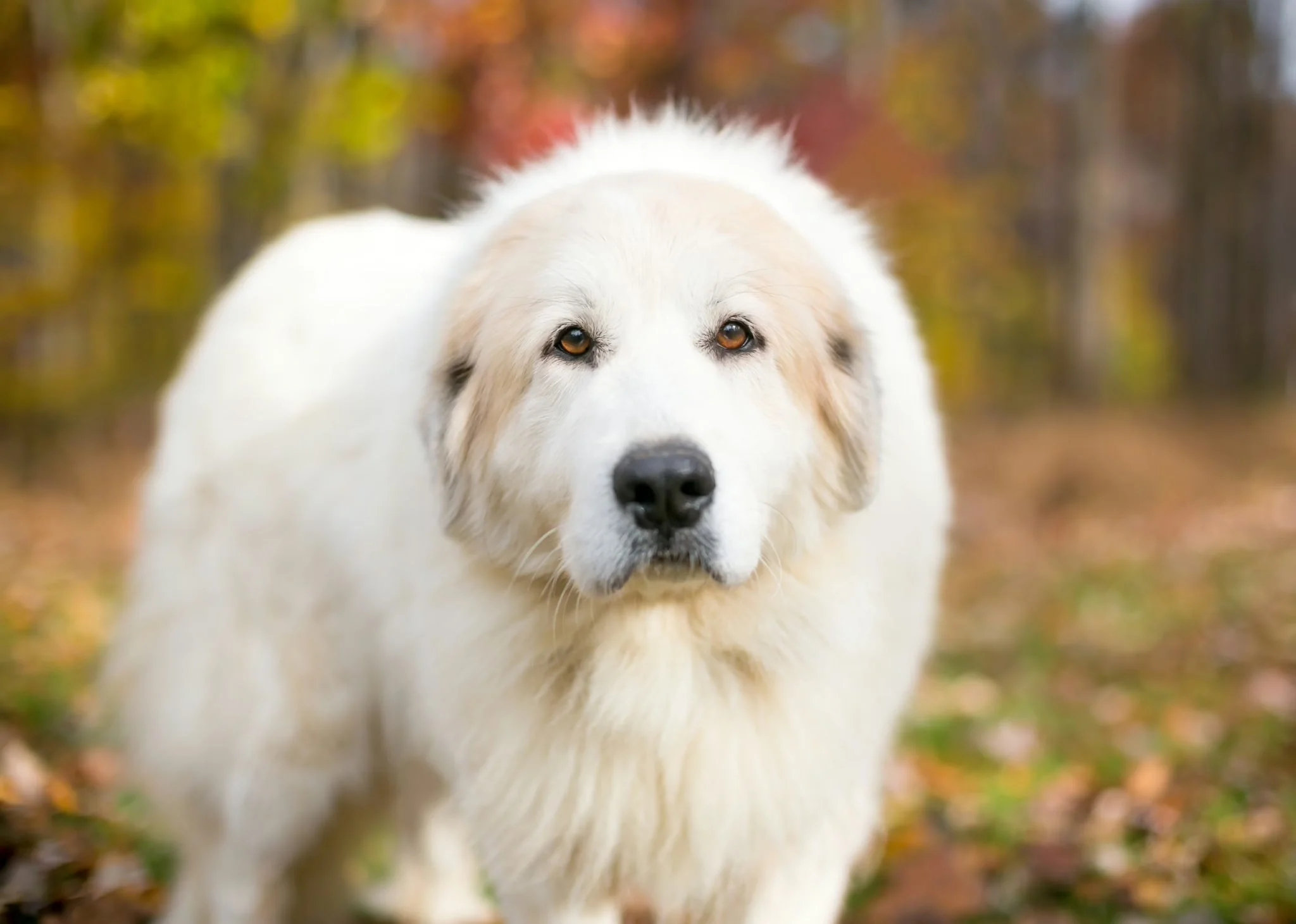 Great Pyrenees