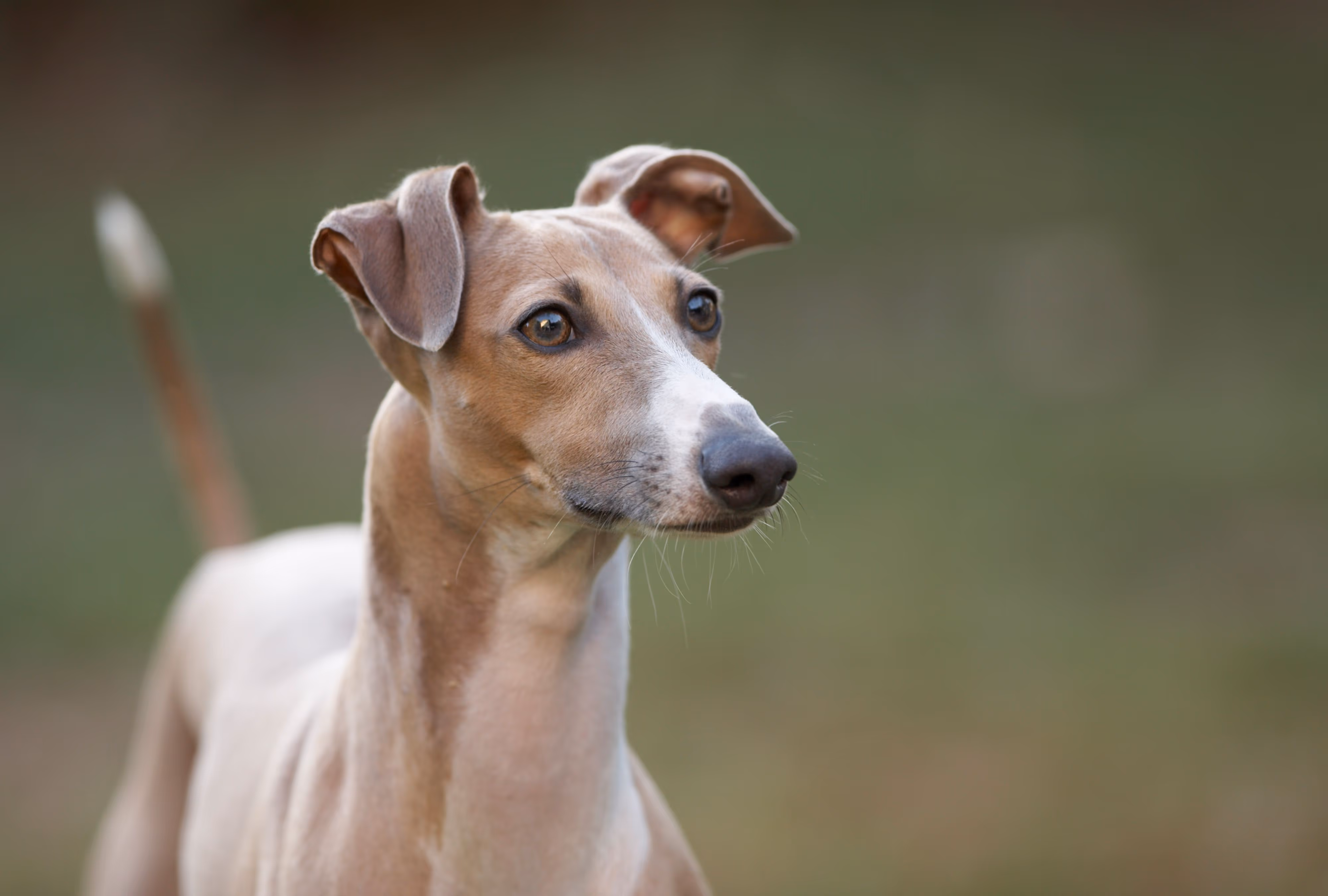 Italian Greyhound