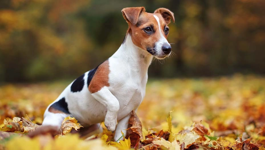 Jack Russell Terrier