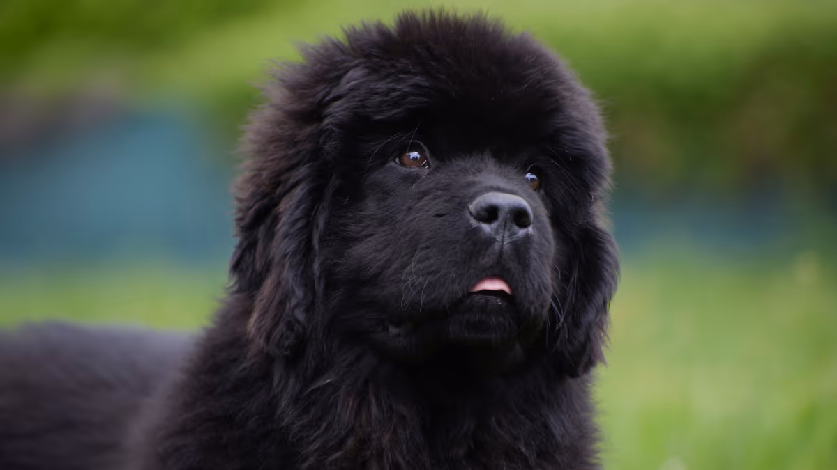 Newfoundland