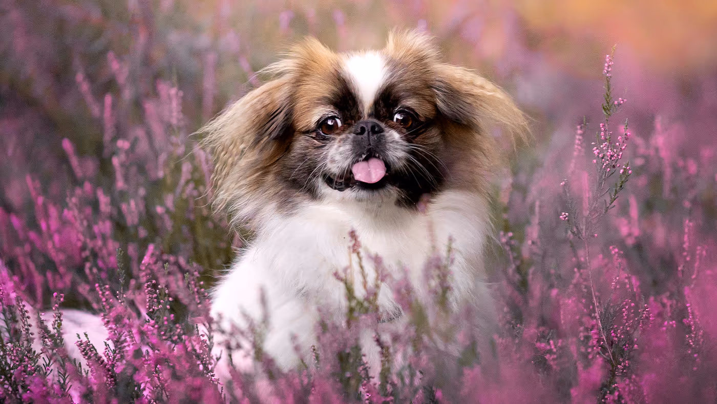 Pekingese