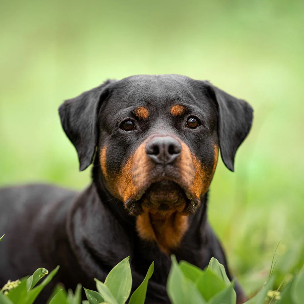Rottweiler