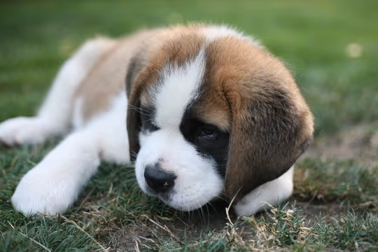 Saint Bernard
