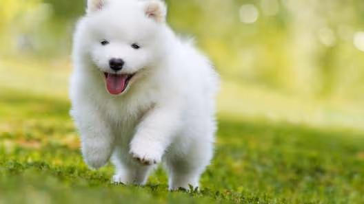 Samoyed