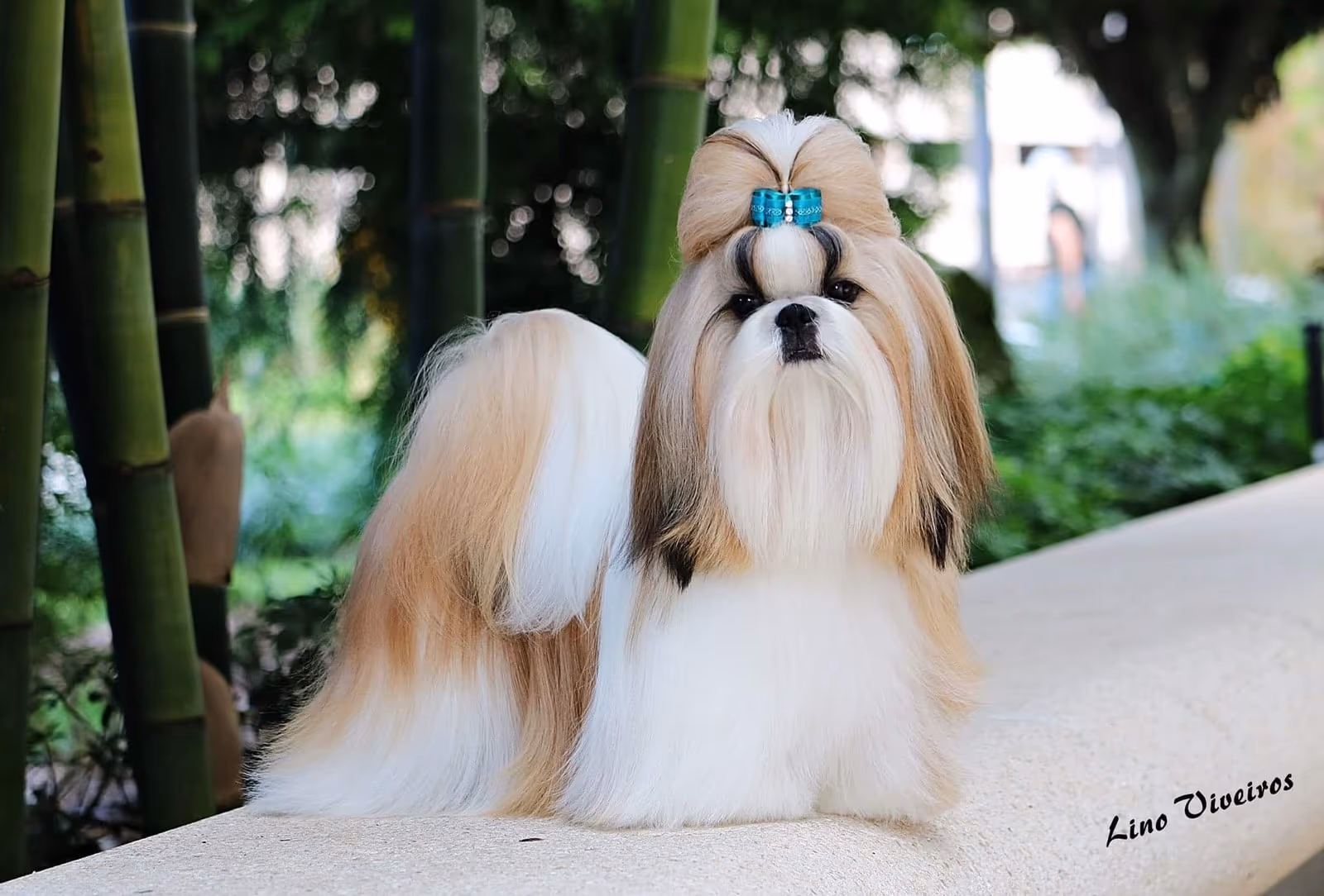 Shih Tzu