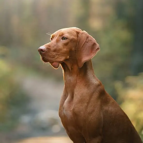 Vizsla