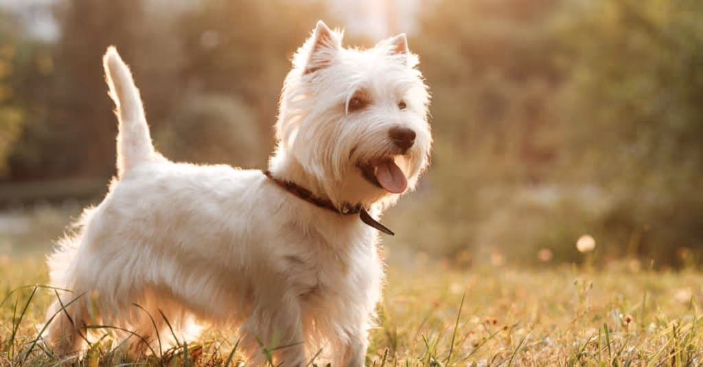 West Highland White Terrier