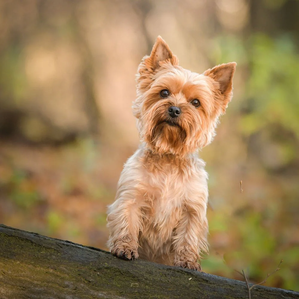 Yorkshire Terrier